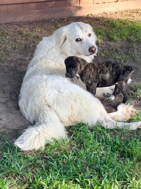 Available Dogs for Adoption | TAGG Rescue